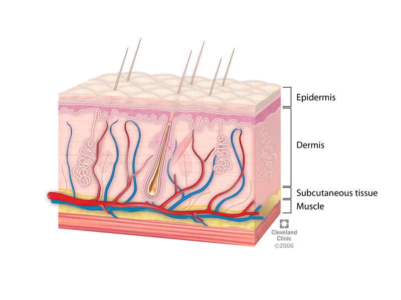 Skin takes 20-35 days to renew